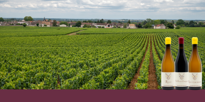Domaine Saint-Jacques : l&rsquo;excellence familiale au c&oelig;ur de Rully